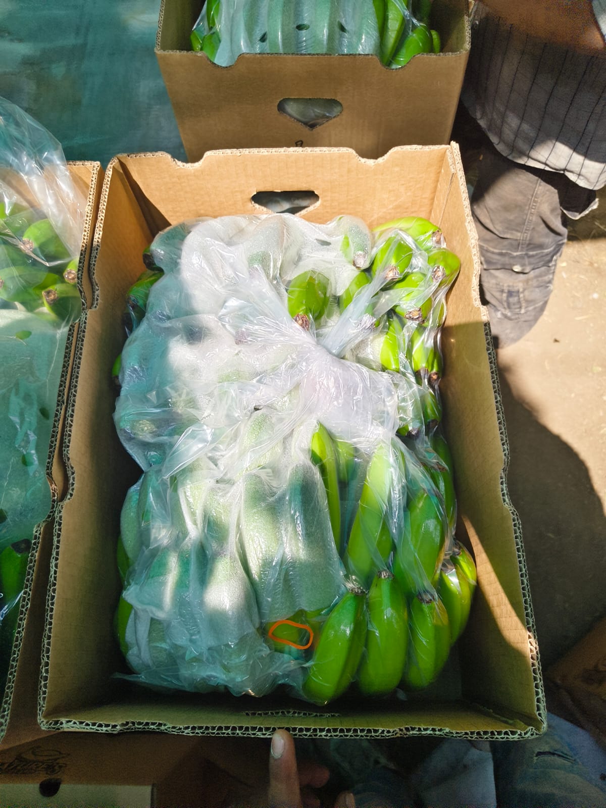Quality Bananas